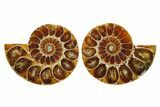 Cut & Polished Agatized Ammonite Fossils - 1 1/4 to 1 1/2" Size - Photo 4
